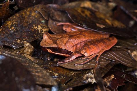  Nieuwtia:  This Amphibian Master Of Disguise Can Blend Seamlessly With Its Surroundings!