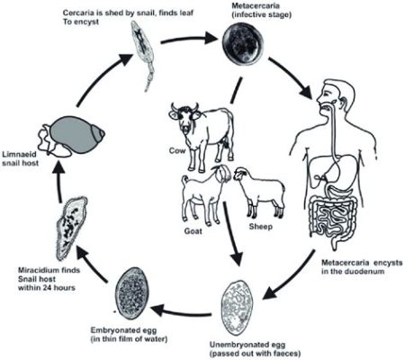  肝吸蟲是寄生蟲界中擁有令人驚嘆的複雜生命週期和多樣化宿主的生物！