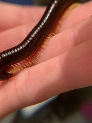   millipede 擁有無數的腳，牠們在黑暗中像地底蠕蟲般漫步！