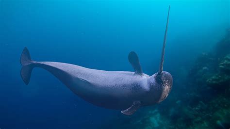   narcotic Narwhal 潛水王者與海底寶藏守護者！