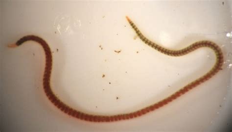  Neptune Worm: An Aquatic Earthworm That Thrives In Mud Flats And Creates Its Own Burrow