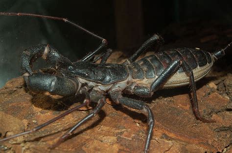   whip scorpion 閃爍的甲蟲，擁有毒液的古老獵人！